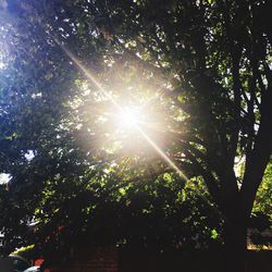 Low angle view of sun shining through trees