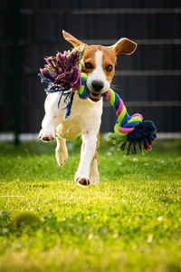 Portrait of dog holding toy while running on land