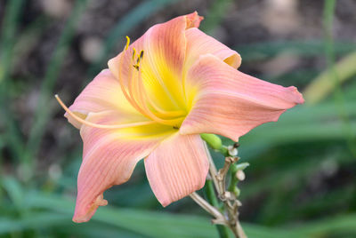 Peach day lily