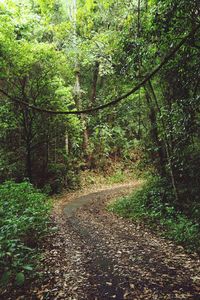 Trees in forest