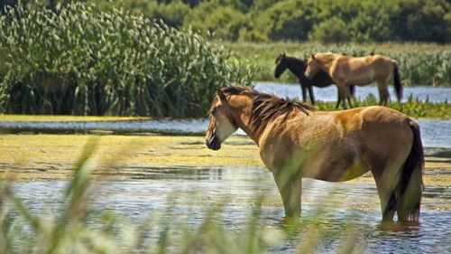 Horses in a lake