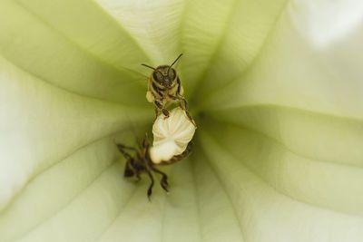 Close-up of insect on flower