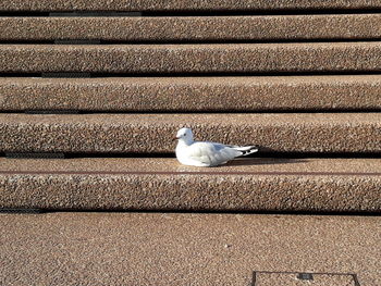 High angle view of pigeon on wall