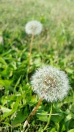 Close-up of dandelion in field