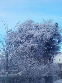 Low angle view of bare tree against sky