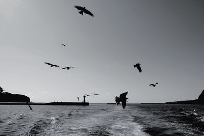 Bird flying over water