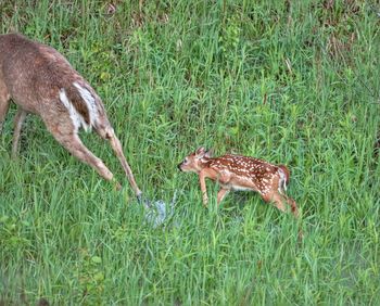 Deer in a field