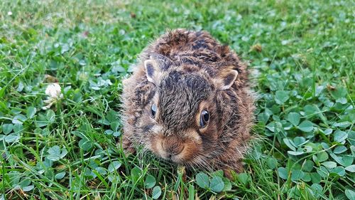 Close-up of a rabbit on field