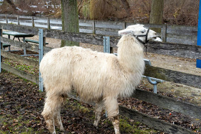 Close-up of sheep on field