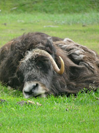 Dog relaxing on grassy field