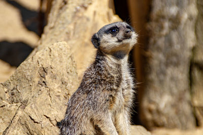 Close-up of an animal looking away