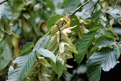 Close-up of insect on plant