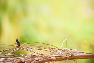 Close-up of insect on plant