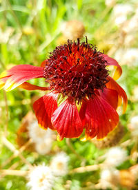 Close-up of red flower