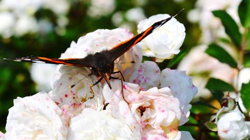 Close-up of insect on white flowers