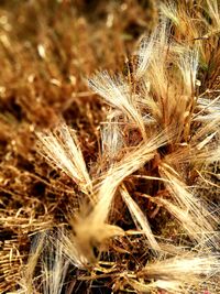 Close-up of wheat growing on field