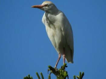 Low angle view of heron perching against clear sky