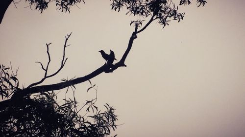 Low angle view of silhouette bird flying against clear sky
