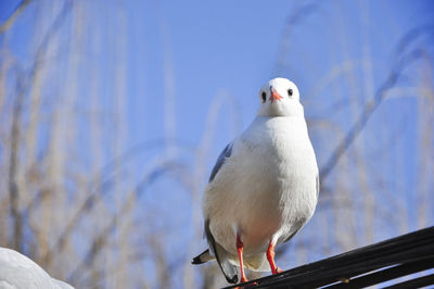 Close-up of seagull perching on snow