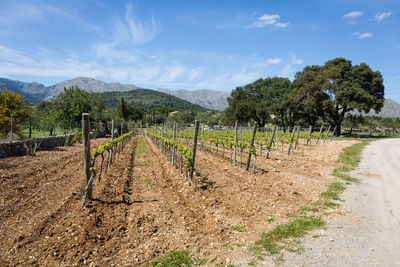 View of vineyard against sky