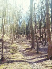 Trees in forest