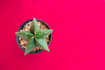 Directly above shot of green leaves on red background