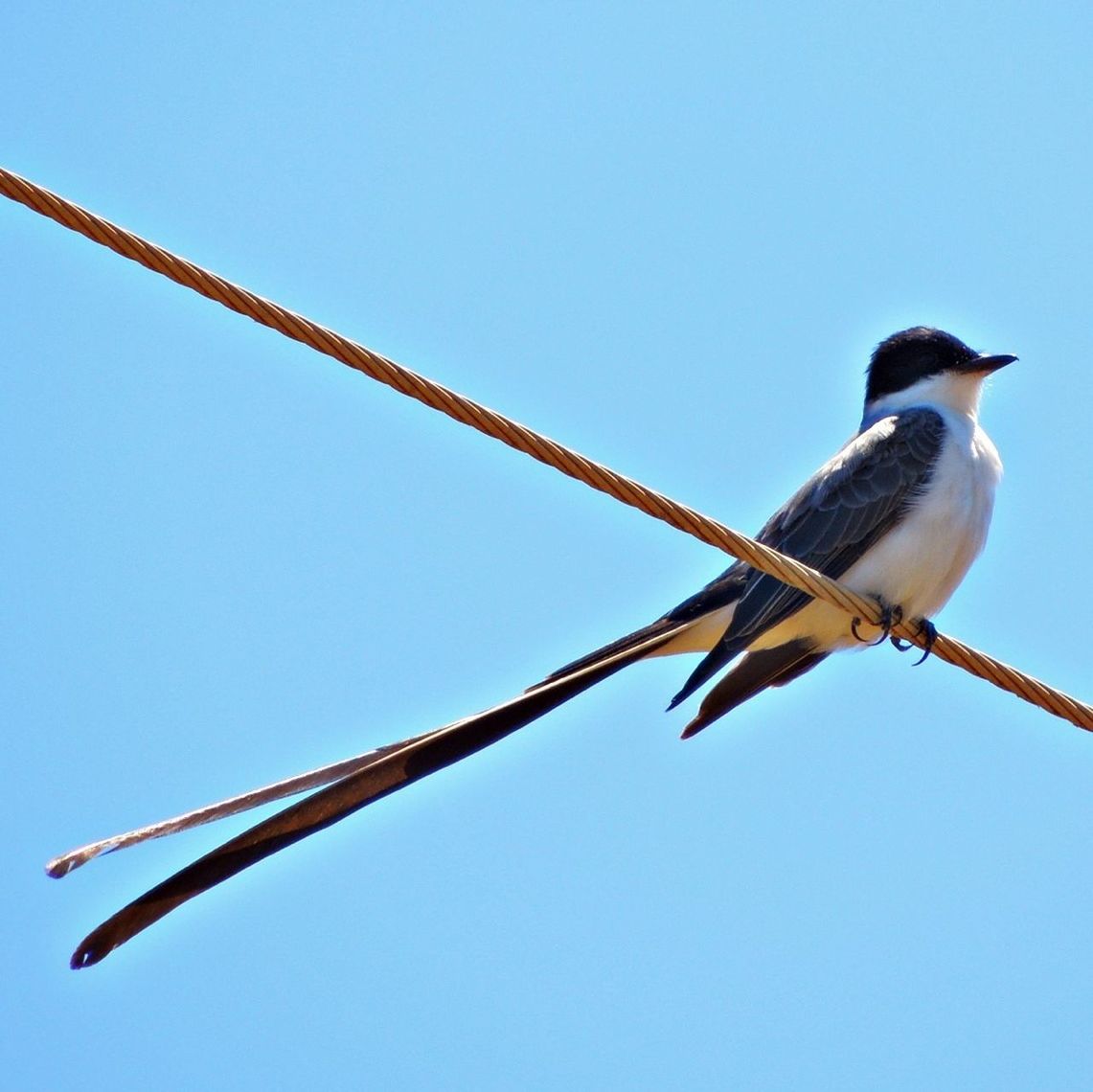 animal themes, bird, animals in the wild, wildlife, low angle view, clear sky, perching, one animal, full length, two animals, blue, flying, zoology, day, copy space, perched, nature, outdoors, spread wings, animal