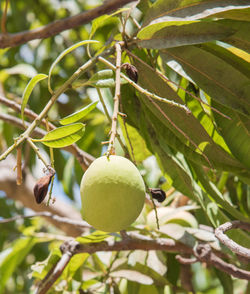 Close-up of fruit growing on tree