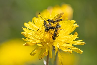 Black soldier fly flies insect hermetia illucens mating on yellow dandelions
