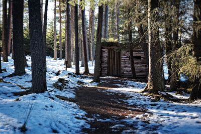 Snow covered trees in forest