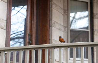 Bird perching on a window