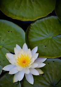 Close-up of lotus water lily in lake