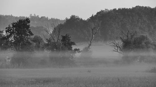 Trees on field against sky