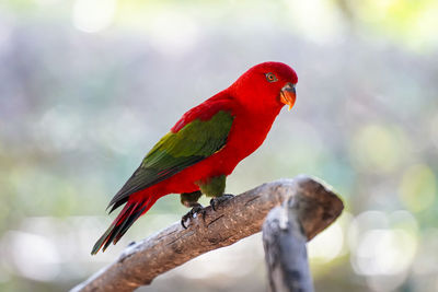 Close-up of parrot perching on branch