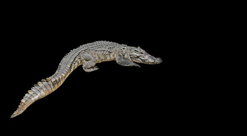 Close-up of a lizard over black background