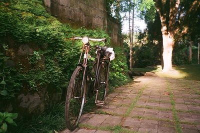 Bicycle by trees