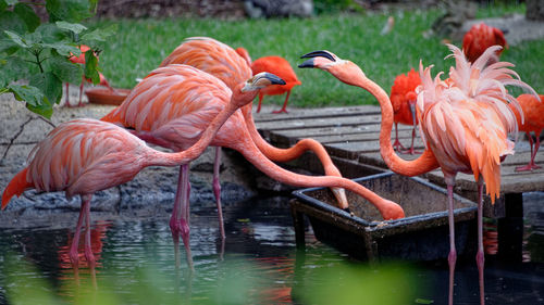 View of birds in lake