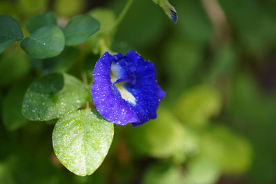 Close-up of wet purple flowering plant