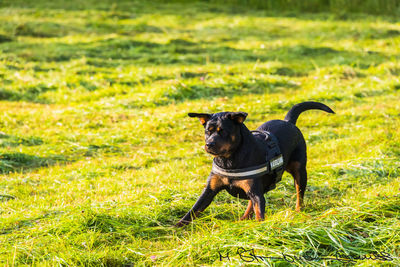 Dog playing in a field