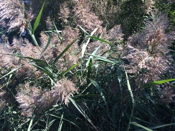 High angle view of plant growing on field