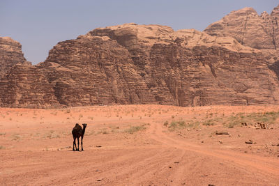 Camel standing against rocky mountains against sky