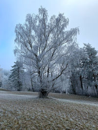 Bare tree on field against sky during winter