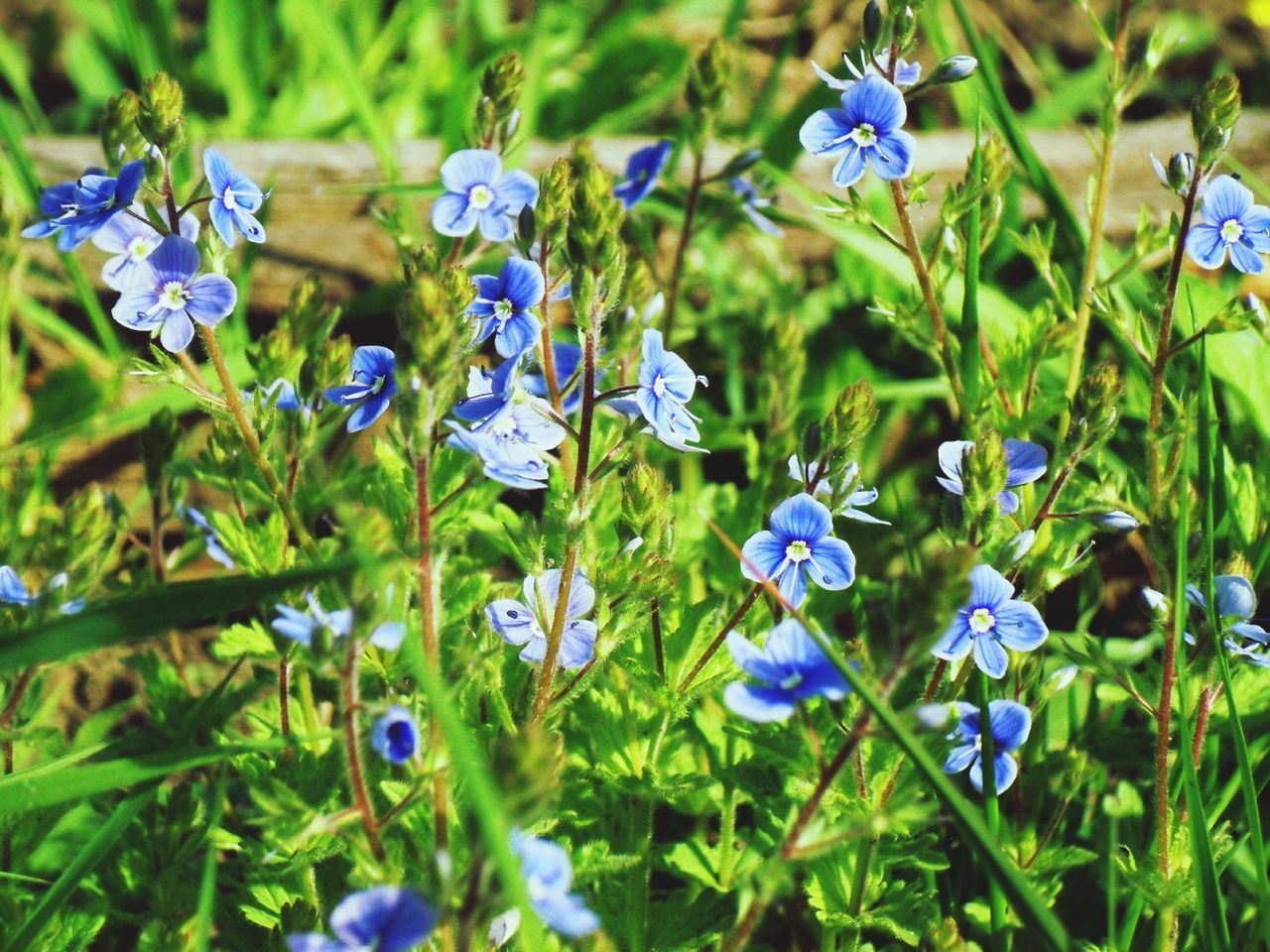 flower, purple, freshness, growth, fragility, blue, beauty in nature, plant, nature, blooming, focus on foreground, petal, field, close-up, flower head, stem, green color, in bloom, day, selective focus