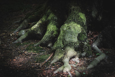 Close-up of tree trunk