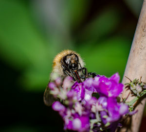 Close-up of bee on flower