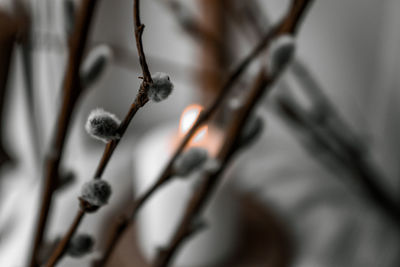 Close-up of plant on twig