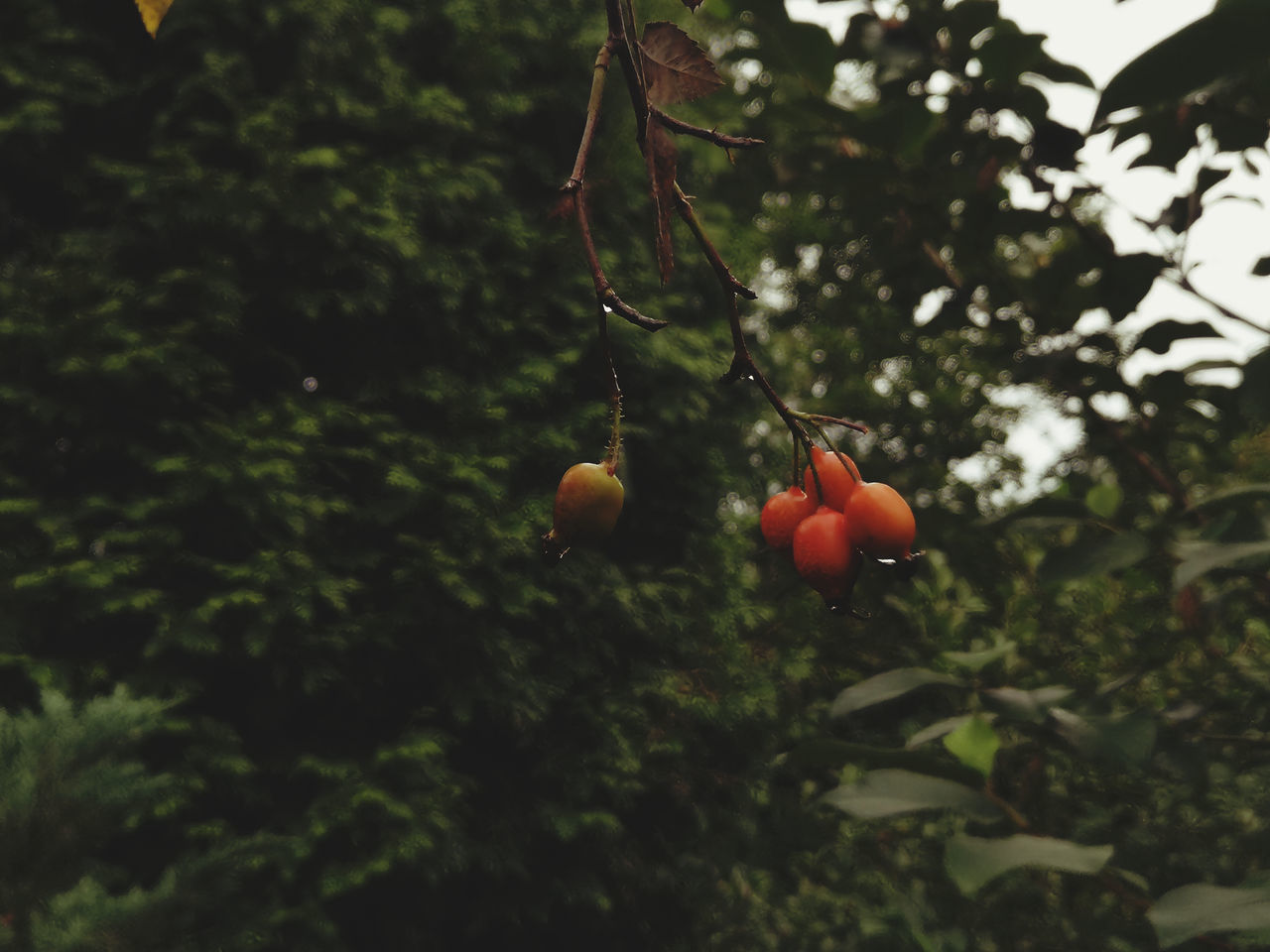 CLOSE-UP OF BERRIES ON TREE