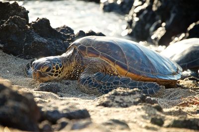 Close-up of turtle on rock