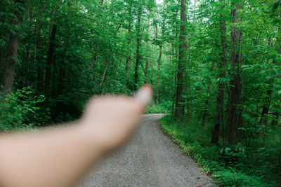 Trees in forest