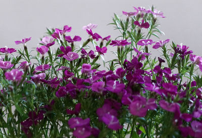 Close-up of pink flowers